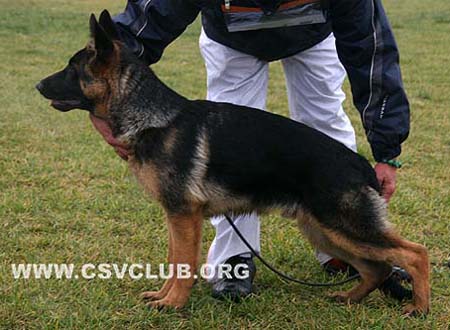 VV2 9015 布热林特 Brillant von YunChengXinKai，公，2009-05-25，CXQ4732，CSZ106550，犬主：史万年