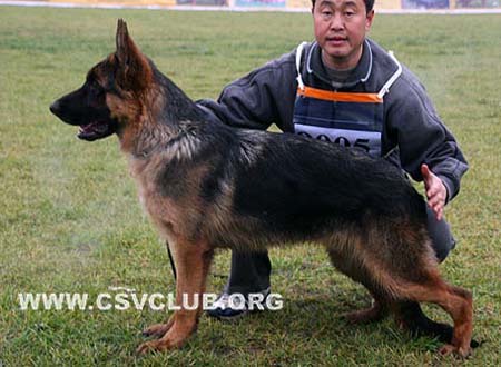 VV3 9005 艾洛森 Eroson von HengWei，公，2009-04-19，CSU2410，CSZ101601，犬主：仇国强