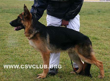 VV4 9010 艾乐尼 Ieron von JinXiu，公，2009-04-02，CEW3571，CSZ94068，犬主：花国忠