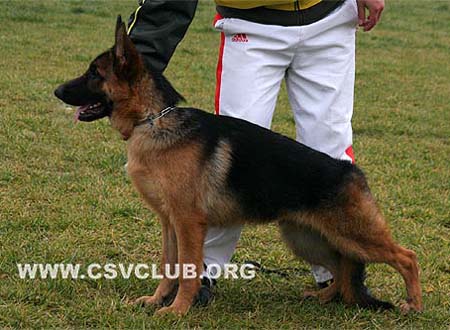 VV5 9024 布兰迪 Brandyq von Tian Hong，公，2009-05-07，CPO0171，CSZ99092 犬主：林世忠