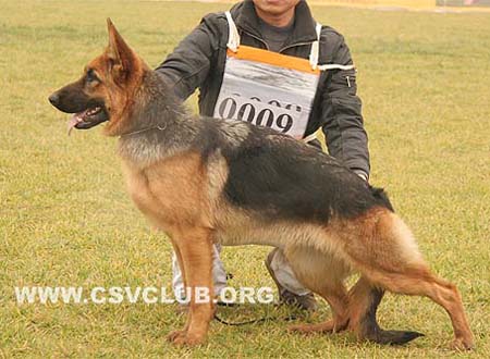 VV3 0009 艾佛丽 Ephalie von ZhengYa，母，2009-03-28，CHW3897，CSZ97247，犬主：何振