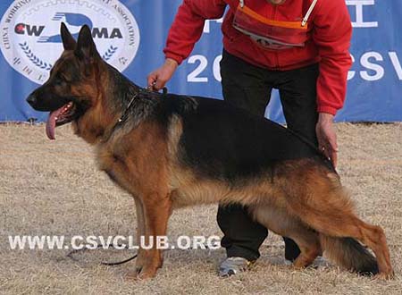 V1 1071 杜克斯 Dux de Intercanina，公，2007-04-21，R-A0539，CSZ8002203，犬主：赵振平