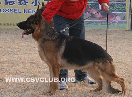V2 1073 万诺斯 Vanos van Noort，公，2006-11-04，D-D1662，CSZ8002196，犬主：朱道虎