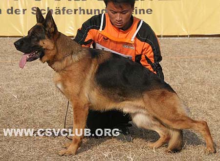 V3 1044 贝丽萨 Belisar von Aurelius，公，2006-05-15，R-C0415，CSZ8001834，犬主：唐柱林