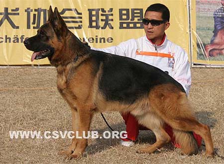 V4 1023 希尔 Xill aus dem Haus Zygadto，公，2007-03-05，U-A5696，CSZ8002131，犬主：李深义