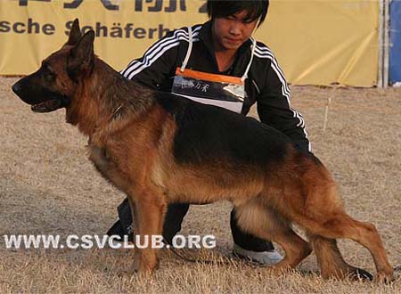 V5 1015 山姆 Sam von der Grafenburg，公，2005-07-27，U-A4951，CSZ8001724，犬主：何不