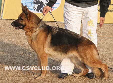 V1 2028 爱娃 Eva della Valcuvia，母，2006-03-05，6LMV7，CSZ8002187，犬主：刘凤建