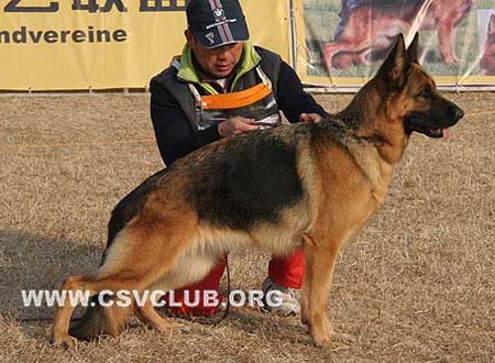 V2 2048 吉萨拉 Kisara vom Hühnegrab，母，2007-02-07，H-H6852，CSZ8002218，犬主：王华凯