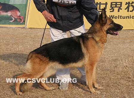 V3 2038 比亚 Bea von Alanya，母，2004-05-01，X-E0672，CSZ8001685，犬主：邵泽民