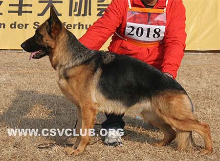 V4 2018 韦莉娅 Walia von LongDe，母，2006-07-12，CEM4806，CSZ75436，繁殖人：高玉龙，犬主：李东凯