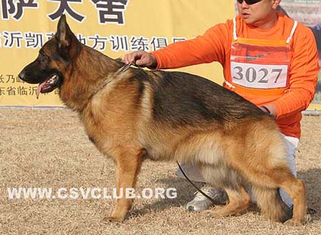 SG1 3027 赛门 Corbo von Dossel，公，2008-02-19，CAA7887，CSZ82002，犬主：王喜庆