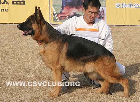 SG2 3044 阿克斯 Aks von TianYi，公，2007-12-06，CKA0194，CSZ61672，犬主：赵振平
