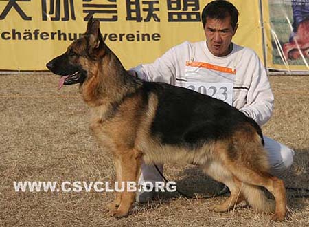 SG3 3023 赞特 Zante von JinRuiCheng，公，2008-01-26，CTS4223，CSZ72589，犬主：邵泽民