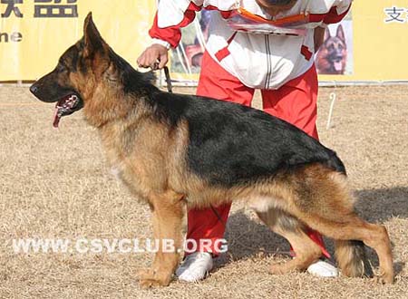 SG4 3007 Enzo von Kaiser，公，2008-01-01，CDM3666，CSZ71926，犬主：焦兴振