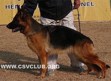 SG1 4008 斯恩那 Siena von WenXing，母，2008-01-27，CAA4031，CSZ63024，犬主：韩远亮