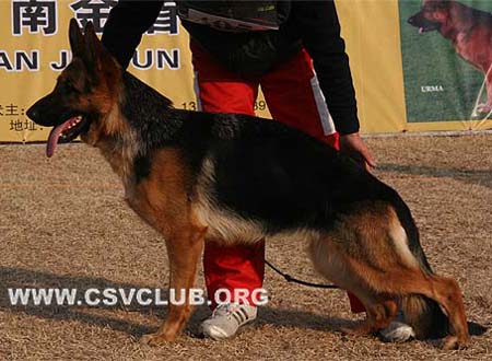 SG2 4054 伊拉 Ira vom Grafenbrunn，母，2008-03-05，H-N9828，CSZ8002200，犬主：翟学喜