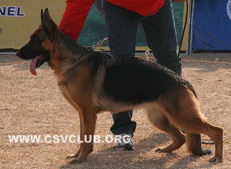 SG3 4032 瑞力 Relli  von WeiSheng，母，2008-03-27，CJN5598，CSZ65517，犬主：乔跃军