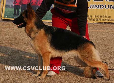 SG5 4072 奇芮 Qri von PanJinTianCheng，母，2008-03-17，CLA2626，CSZ73889，犬主：郑百志