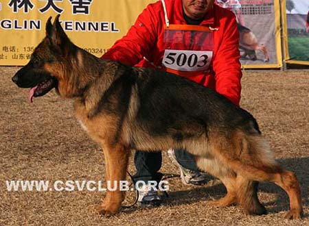 SG4 5003 菲利普 Phillip von Dossel，公，2008-11-06，CAZ9280，CSZ88635，犬主：韩彬