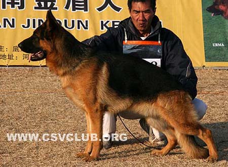 SG5 5008 艾米力 Emil von LuTai，公，2008-08-13，CDZ7479，CSZ88588，犬主：李强(鲁泰)