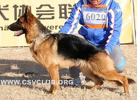 SG1 6029 坎萨 Cantha von WenHao，母，2008-08-30，CEZ1680，CSZ84560，犬主：田传军
