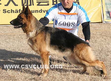SG2 6008 布乐伊雅 Bleia von P&D，母，2008-07-05，CDZ0150，CSZ81253，犬主：顾宏伟