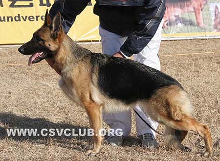 SG3 6030 芭瑞卡哒 Barrikade von TaiHe，母，2008-09-10，CDZ8643，CSZ93311，犬主：王立民(泰和)