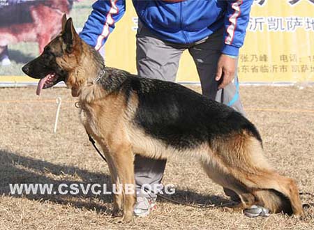 SG4 6017 德思晨妮 Dschenni von QiangSheng，母，2008-08-23，CDZ7612，CSZ85761，犬主：马强