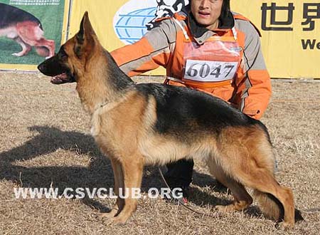 SG5 6047 弗蕾莴 Flavour von DeYuan，母，2008-06-20，CPN5728，CSZ79835，犬主：贾爱国