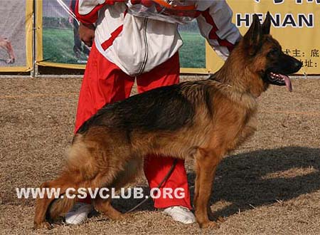 VV1 7013 爱斯曼 Iceman von Santamar，公，2009-01-10，BHZPZK，CSZ8002195，犬主：史国清(长风)