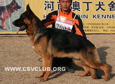 VV2 7003 克拉克 Clark von YueYang，公，2008-12-09，CLW6218，CSZ91709，犬主：高飞