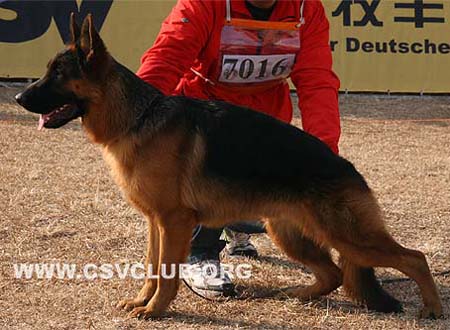 VV3 7016 杜来克斯 Dolex von YiZhou，公，2009-01-15，CDZ6172，CSZ90154，犬主：王万里