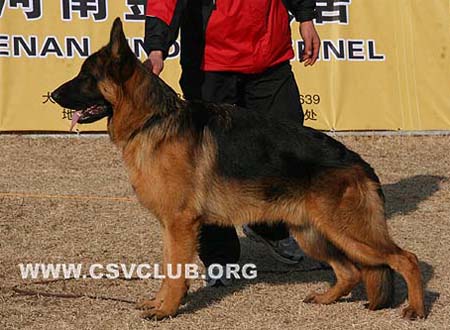 VV5 7023 布德 Bud von Mo Ya，公，2009-01-29，CDQ0115，CSZ97712，犬主：赵振平