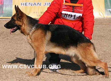 VV1 8014 佛瑞瑟 Frise von LuTai，母，2008-12-11，CDZ6088，CSZ90071，犬主：刘瑞杰