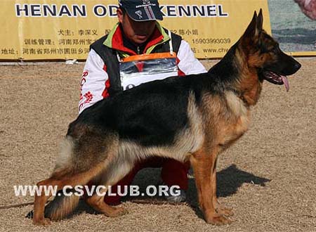 VV2 8004 瑟瑞娥 Ciree von YuLong，母，2009-01-11，CEW8213，CSZ89739，犬主：高景文