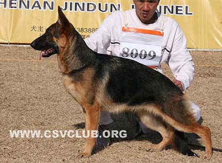 VV3 8009 比尺 Bitch von YuanDong，母，2009-01-30，CFW2847，CSZ91947，犬主：贾咏梅