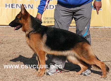 VV5 8008 多卡 Dorca von DaJiang，母，2009-01-10，CZW2625，CSZ92174，犬主：何不