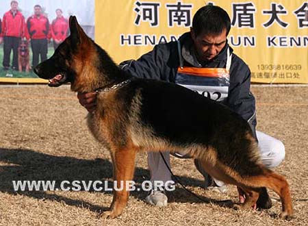 VV3 9002 拉克安森 Luckason von ZhongHao，公，2009-03-11，CEV2144，CSZW105956，犬主：董孟磊