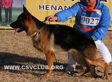 VV4 9027 恩茨安 Enzian von HuaMei，公，2009-04-28，CHQ1085，CSZ99955，犬主：张国庆