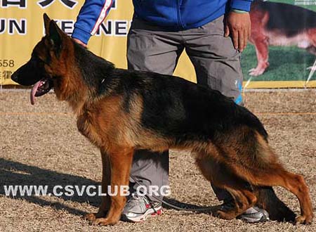 VV5 9019 绍里 Schorry von OuWeiJie，公，2009-04-27，CDQ6144，CSZW107105，犬主：吴秀香