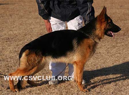 VV1 0012 卡特海 Cathi von AiLang，母，2009-03-09，CTW1554，CSZ95249，犬主：李金明