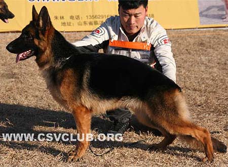 VV2 0029 约斯驰卡 Joschika von JinBin，母，2009-03-08，CTW0509，CSZ102866，犬主：王宏志