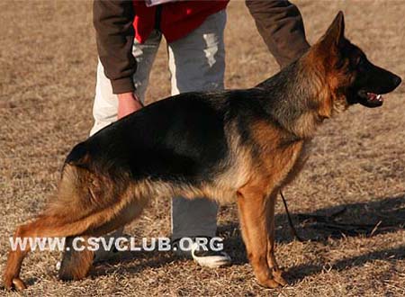 VV3 0021 爱德娜 Edna von JingPin，母，2009-06-04，CXU2740，CSZ101880，犬主：牛福林
