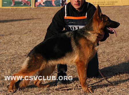 VV4 0014 伊波娜 Ebonna von LuLu，母，2009-06-10，CDU1317，CSZ105505，犬主：李士涛