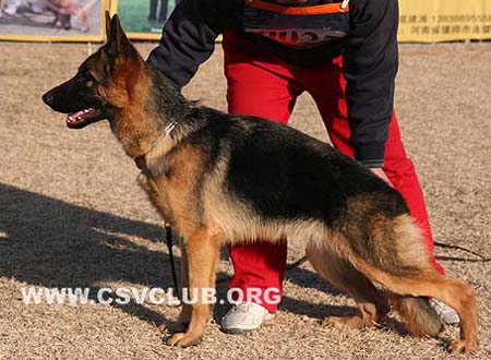 VV5 0027 凯塞 Chicy von JunXing，母，2009-04-22，CDU0429，CSZ98193，犬主：唐军吉