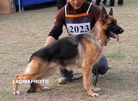 V1   2023   爱克   Ackie von LongYanWangZhuang，母，2007-12-15，CUN1011，CSZ62818，犬主：马雪冰