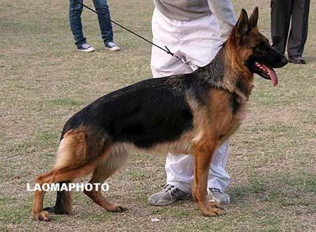 V2   2018   法艾   Fai von ShengLong，母，2006-12-09，CJS4879，CSZ60574，犬主：王满喜