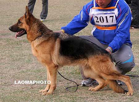 V3   2017   戴维   Daiva von Super-Cobra，母，2007-02-24，CAA1597，CSZ103493，犬主：王超国