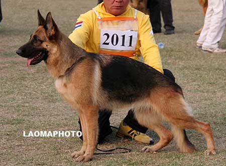 V4   2011   哈娜   Hana von ChenQi，母，2007-07-10，CZF1471，CSZ52793，犬主：葛立君