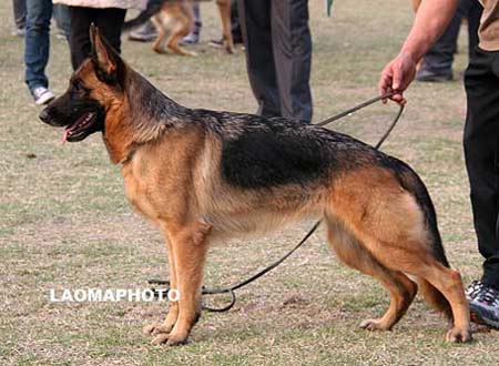 V5   2024   塔莉   Tali von HuaRenSaiDe，母，2007-08-18，CFM3870，CSZ59630，犬主：葛立君